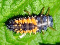 Asiatischer Marienkäfer, Harmonia axyridis, Larve