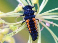 Asiatischer Marienkäfer, Harmonia axyridis