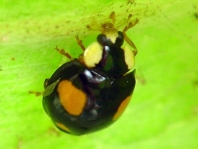 Asiatischer Marienkäfer, Harmonia axyridis