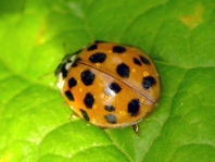 Asiatischer Marienkäfer, Harmonia axyridis