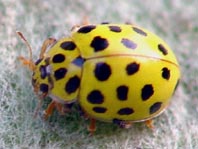 Zweiundzwanzigpunkt Marienkäfer, Psyllobora vigintiduopunctat