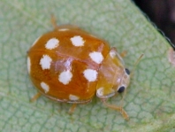Vibidia duodecimguttata