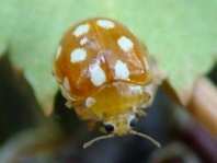 Vibidia duodecimguttata
