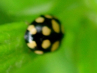 Vierzehnfleck Marienkäfer, Coccinula quatuordecimpustulata