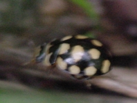 Vierzehnfleck Marienkäfer, Coccinula quatuordecimpustulata