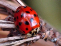 Asiatischer Marienkäfer, Harmonia axyridis