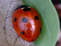 Siebenpunkt Marienkäfer, Coccinella septempunctata
