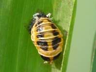 Asiatischer Marienkäfer, Harmonia axyridis
