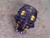 Sechzehnfleckiger Marienkäfer, Halyzia sedecimguttata