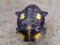 Sechzehnfleckiger Marienkäfer, Halyzia sedecimguttata