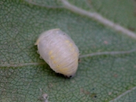 Vibidia duodecimguttata, Puppe
