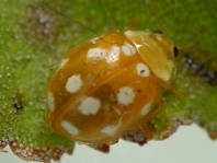 Vibidia duodecimguttata