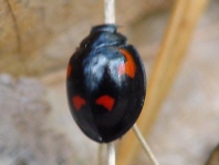 Vierfleckige Kugelmarienkäfer, Brumus (Exochomus) quadripustulatus