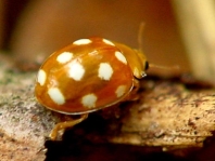 Vibidia duodecimguttata