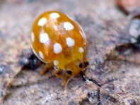 Vibidia duodecimguttata