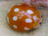 Zehnfleckiger Marienkäfer, Calvia decemguttata