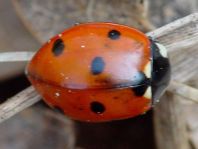 Siebenpunkt Marienkäfer, Coccinella septempunctata