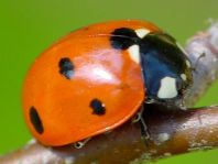 Siebenpunkt Marienkäfer, Coccinella septempunctata