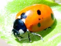 Siebenpunkt Marienkäfer, Coccinella septempunctata
