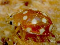 Vibidia duodecimguttata