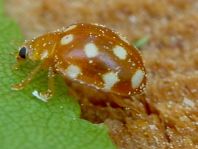Vibidia duodecimguttata
