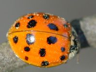 Asiatischer Marienkäfer, Harmonia axyridis