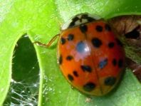 Asiatischer Marienkäfer, Harmonia axyridis