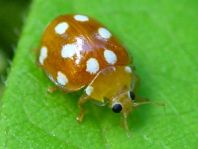 Vibidia duodecimguttata