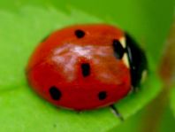 Siebenpunkt Marienkäfer, Coccinella septempunctata