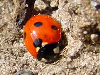 Siebenpunkt Marienkäfer, Coccinella septempunctata