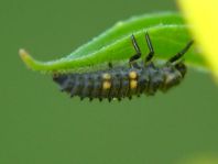 Siebenpunkt Marienkäfer, Coccinella septempunctata