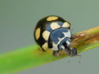 Vierzehnfleck Marienkäfer, Coccinula quatuordecimpustulata