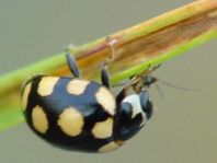 Vierzehnfleck Marienkäfer, Coccinula quatuordecimpustulata