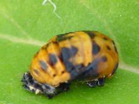 Siebenpunkt Marienkäfer, Coccinella septempunctata