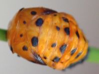 Siebenpunkt Marienkäfer, Coccinella septempunctata