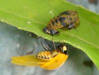 Siebenpunkt Marienkäfer, Coccinella septempunctata