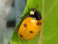 Siebenpunkt Marienkäfer, Coccinella septempunctata