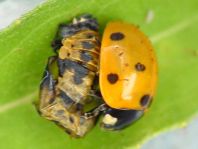 Siebenpunkt Marienkäfer, Coccinella septempunctata
