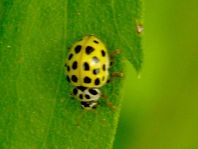 Zweiundzwanzigpunkt Marienkäfer, Psyllobora vigintiduopunctat