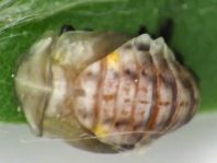 Myrrha octodecimguttata, Achtzehnfleckiger Marienkäfer