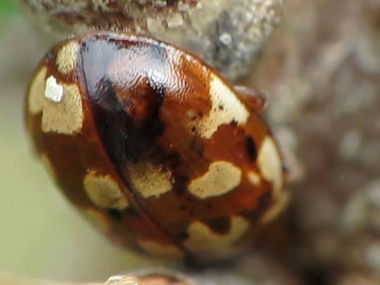 Myrrha octodecimguttata, Achtzehnfleckiger Marienkäfer