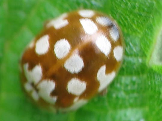 Myrrha octodecimguttata, Achtzehnfleckiger Marienkäfer