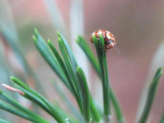 Myrrha octodecimguttata, Achtzehnfleckiger Marienkäfer