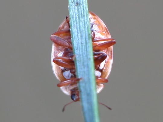 Myrrha octodecimguttata, Achtzehnfleckiger Marienkäfer
