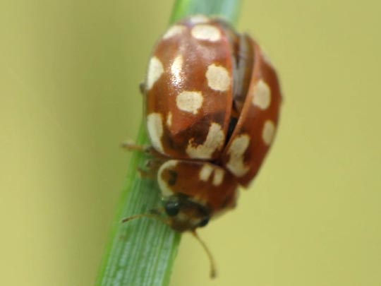 Myrrha octodecimguttata, Achtzehnfleckiger Marienkäfer