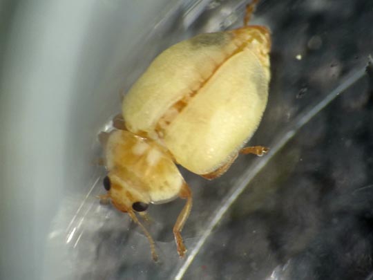 Myrrha octodecimguttata, Achtzehnfleckiger Marienkäfer
