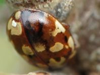 Myrrha octodecimguttata, Achtzehnfleckiger Marienkäfer
