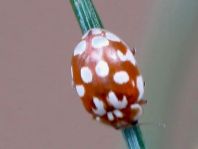 Myrrha octodecimguttata, Achtzehnfleckiger Marienkäfer