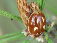 Myzia oblongoguttata, Längsfleckiger Marienkäfer