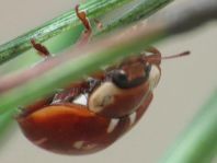 Myzia oblongoguttata, Längsfleckiger Marienkäfer